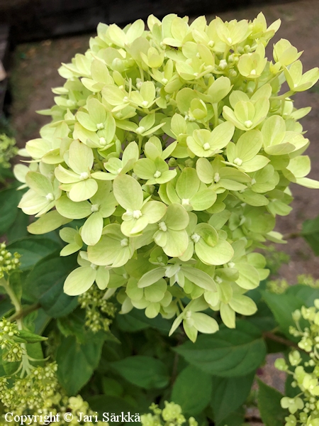 Hydrangea paniculata Jane Little Lime japaninhortensia